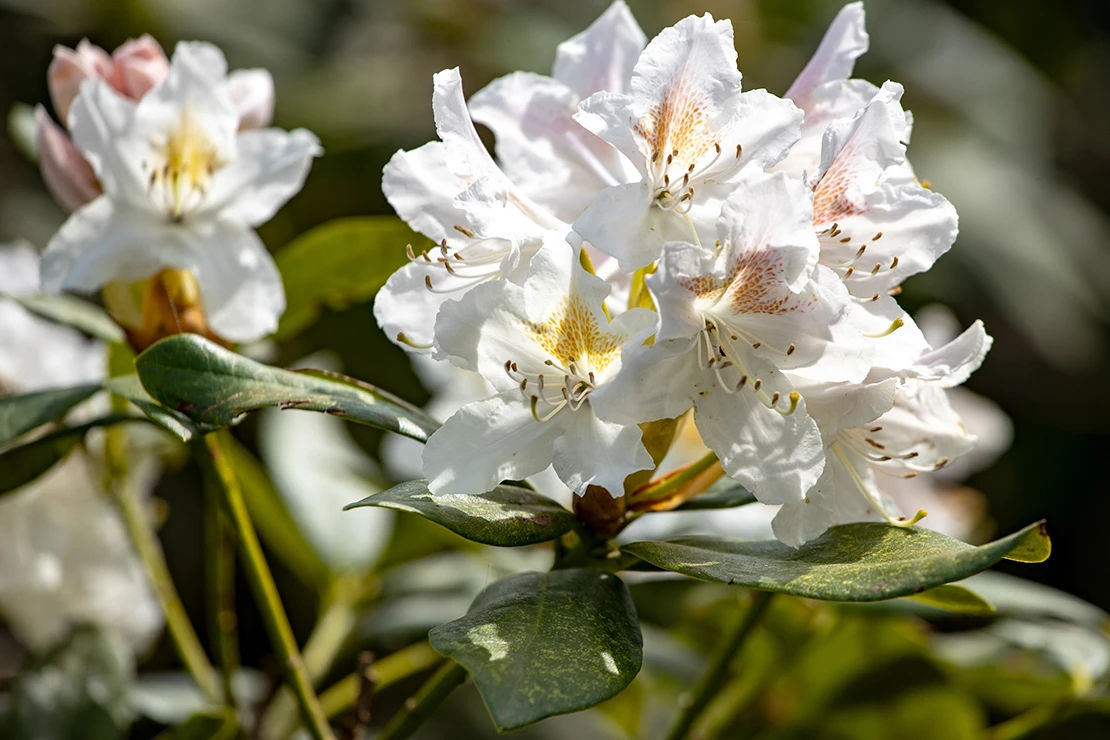 Weiße Rhododendronblüten in der Nahaufnahme. Foto: AdobeStock_fotoatelier.hamburg