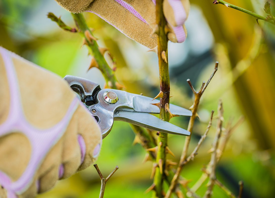 Start in die Gartensaison Foto: AdobeStock_Gorilla