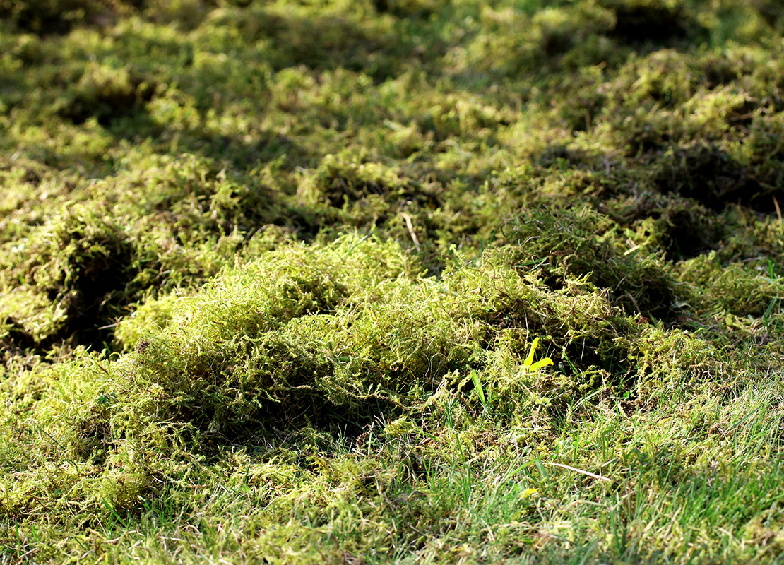 Start in die Gartensaison Foto: AdobeStock_codo97