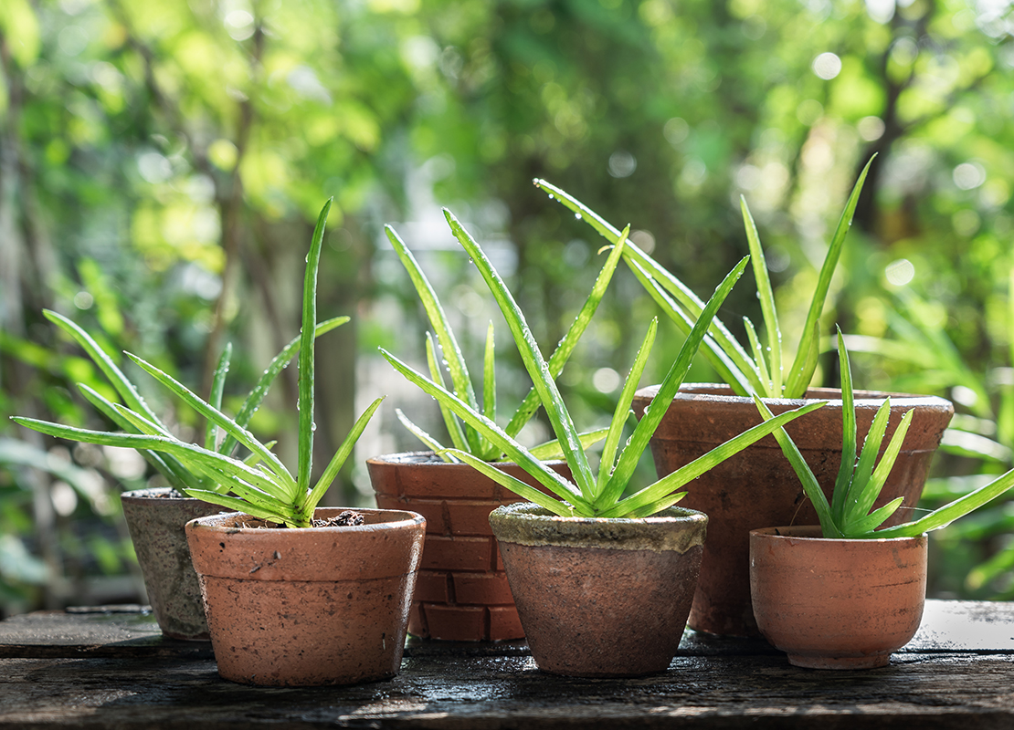 Sukkulenten gießen Foto: AdobeStock_sundaemorning