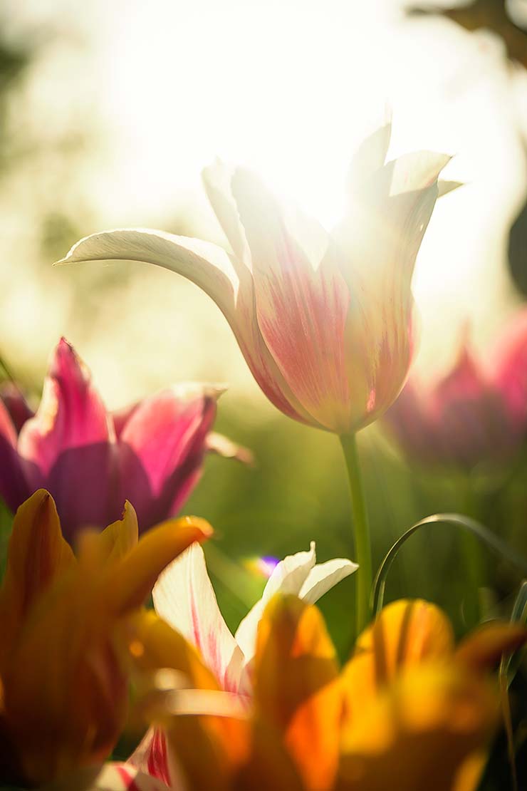 Tulpenblüten im Sonnenlicht. Foto: AdobeStock_JüNick