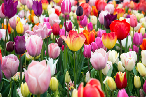 Viele blühende Tulpen auf einem Feld. Foto: AdobeStock_dmitr86