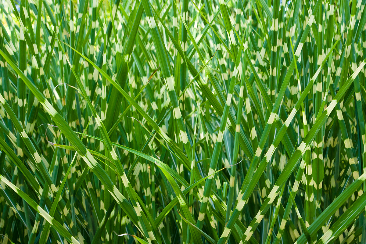Zebragras schneiden Rechtzeitig Platz schaffen GartenFlora