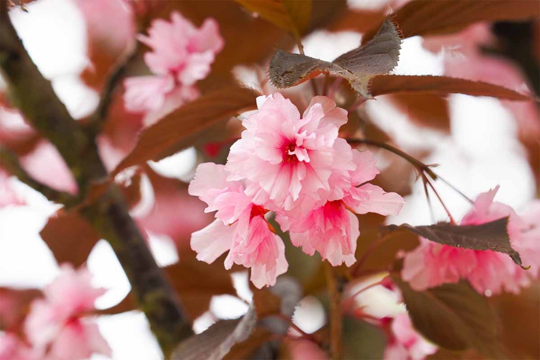 Zierkirsche oder Japanische Bluetenkirsche ‘Royal Burgundy’ [Foto: AdobeStock_ANGHI]