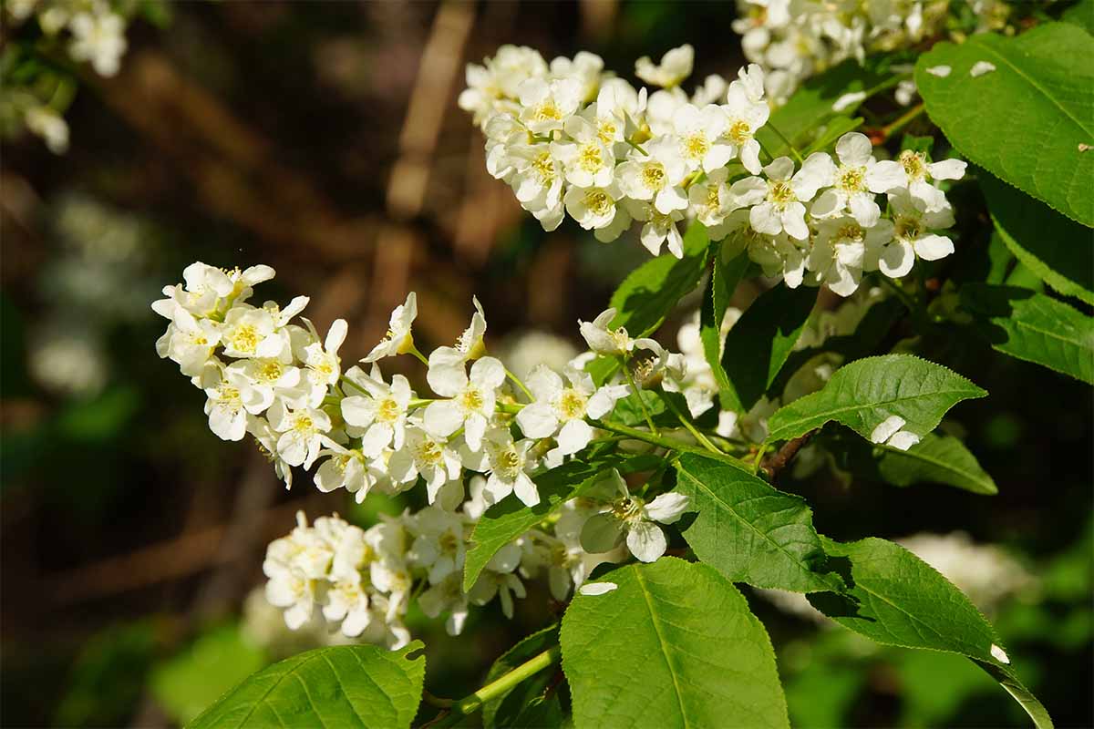 Blueten einer Zierkirsche: Trauben-Kirsche (Prunus padus) [Foto: AdobeStock_etfoto]