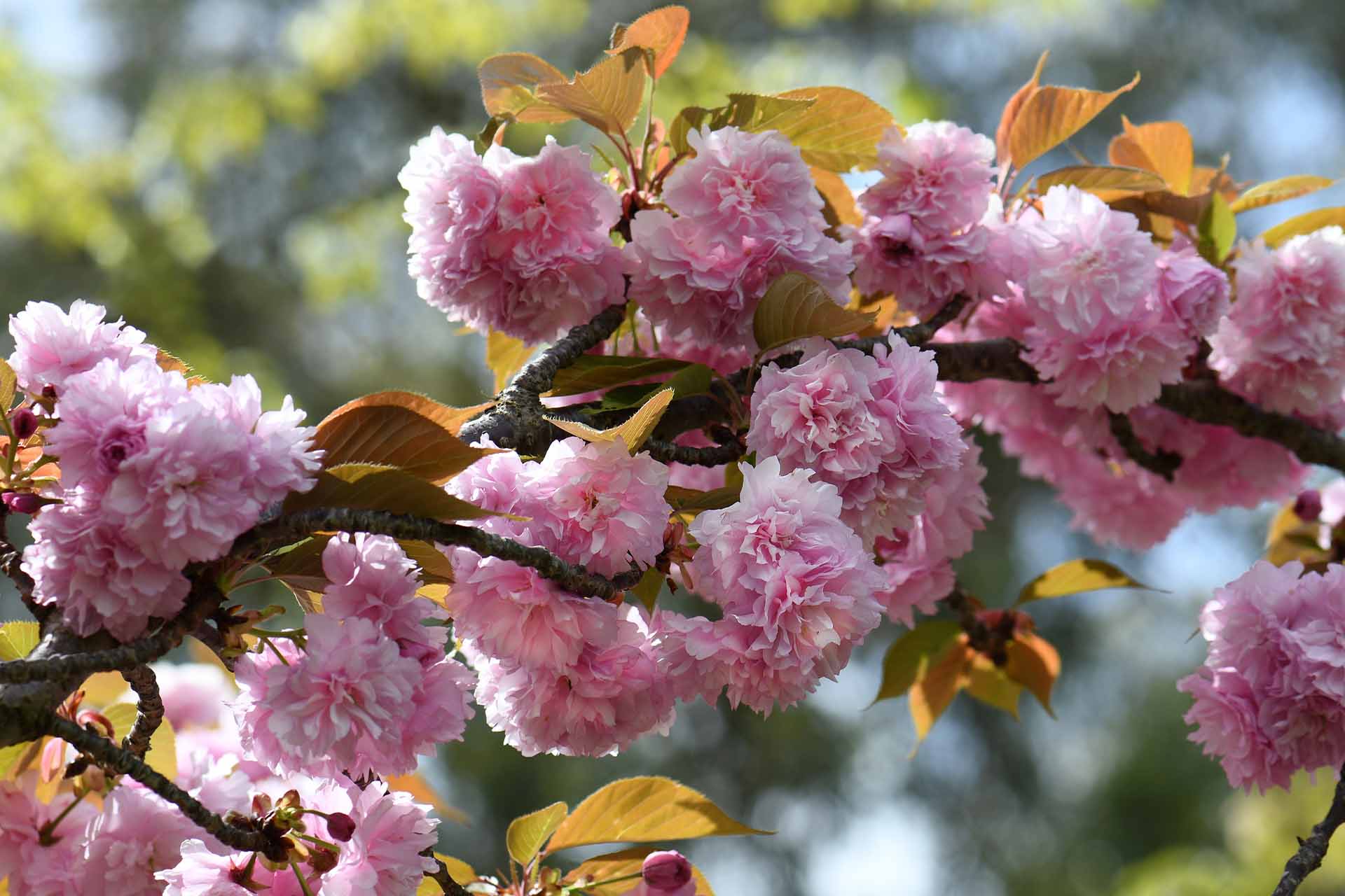 Zierkirsche Vielfältiger Blütenzauber für den Garten GartenFlora