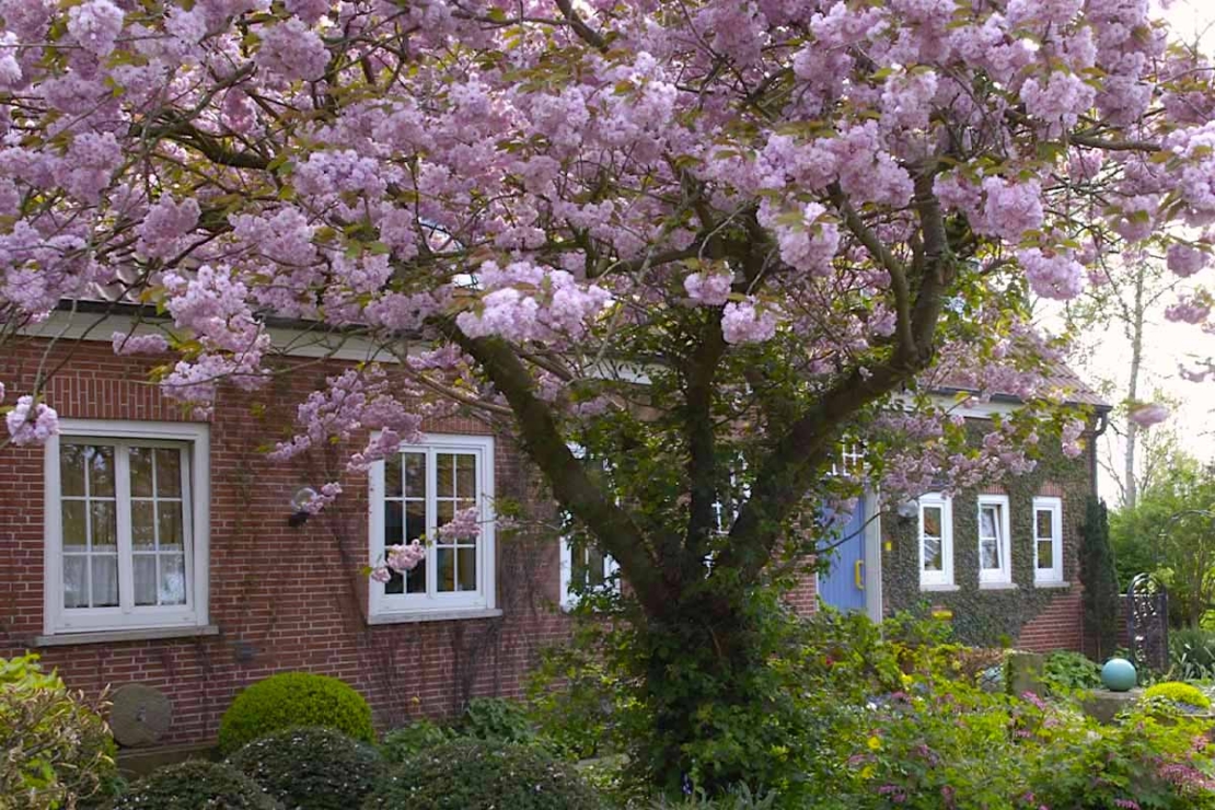 blühende Zierkirsche in einem Vorgarten [Foto: © GartenFlora/Christian Gehler]