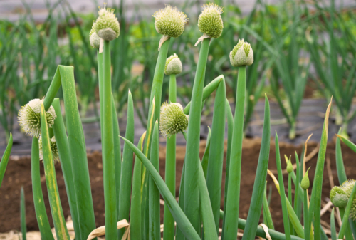 Zwiebeln anbauen Säen oder stecken GartenFlora