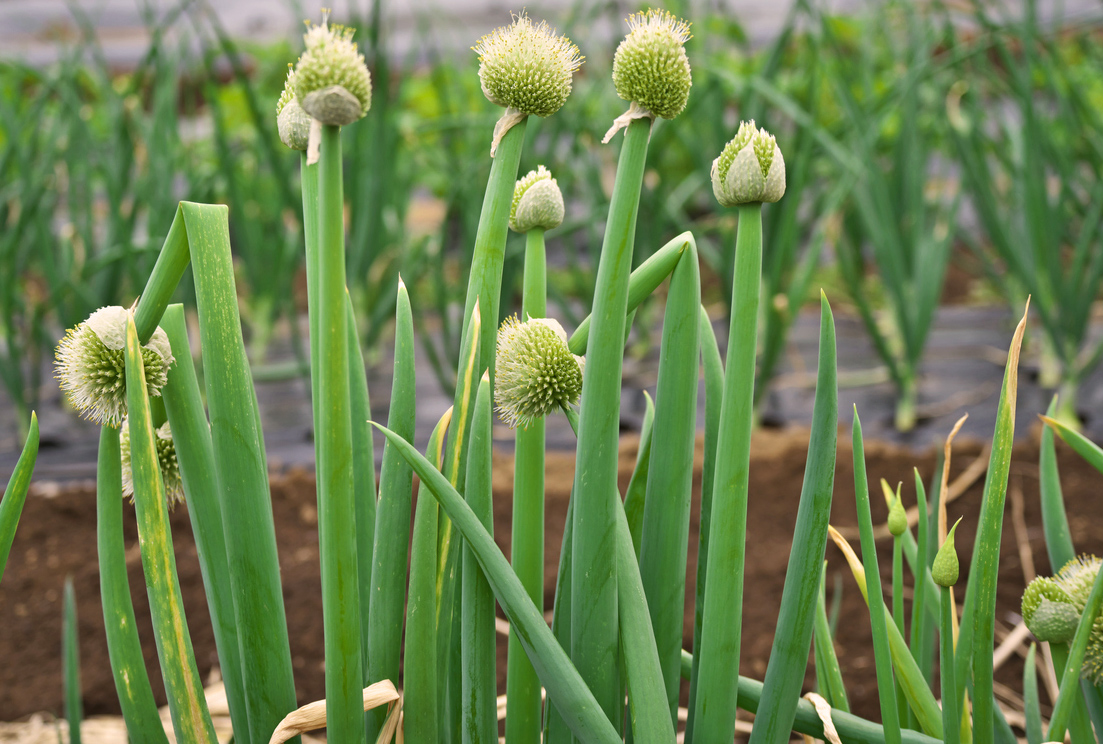 Lauchzwiebeln entwickeln weiße Kugelblüten. Foto:iStock_igaguri_1