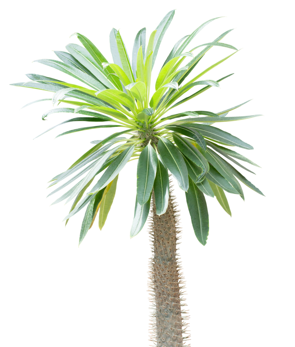 Pachypodium lamerei Foto: AdobeStock_kondor32