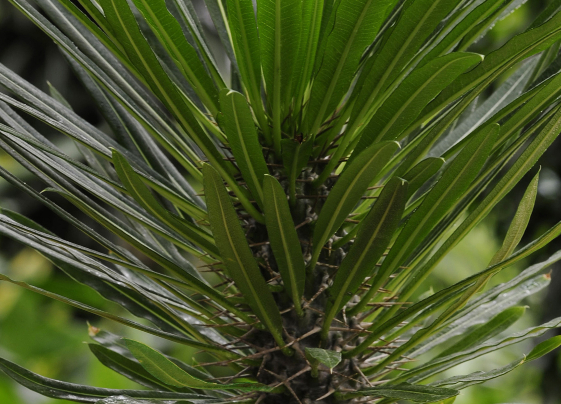 Typischer Wuchs von Pachypodium lamerei. Foto: © GartenFlora