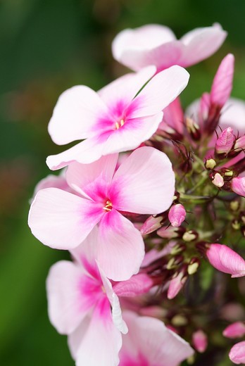 Phlox paniculata ‘Bright Eyes'