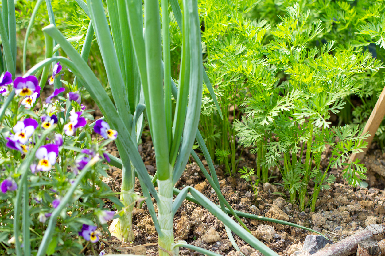 Zwiebeln anbauen Säen oder stecken GartenFlora