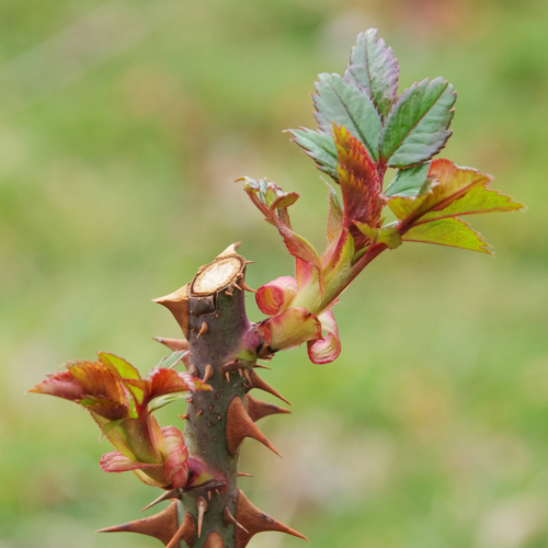 Austreibende Rose. Foto: iStock_LianeM