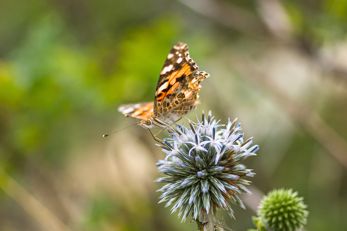 Bienenfreundliche Stauden wie die Kugeldistel locken Distelfalter an. [Foto: AdobeStock_Jeine]