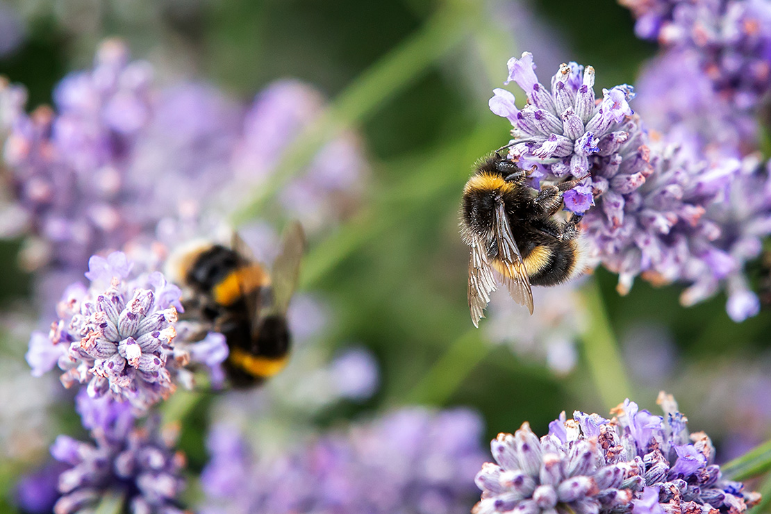 Bienenfreundliche Stauden Foto: AdobeStock_Kieran