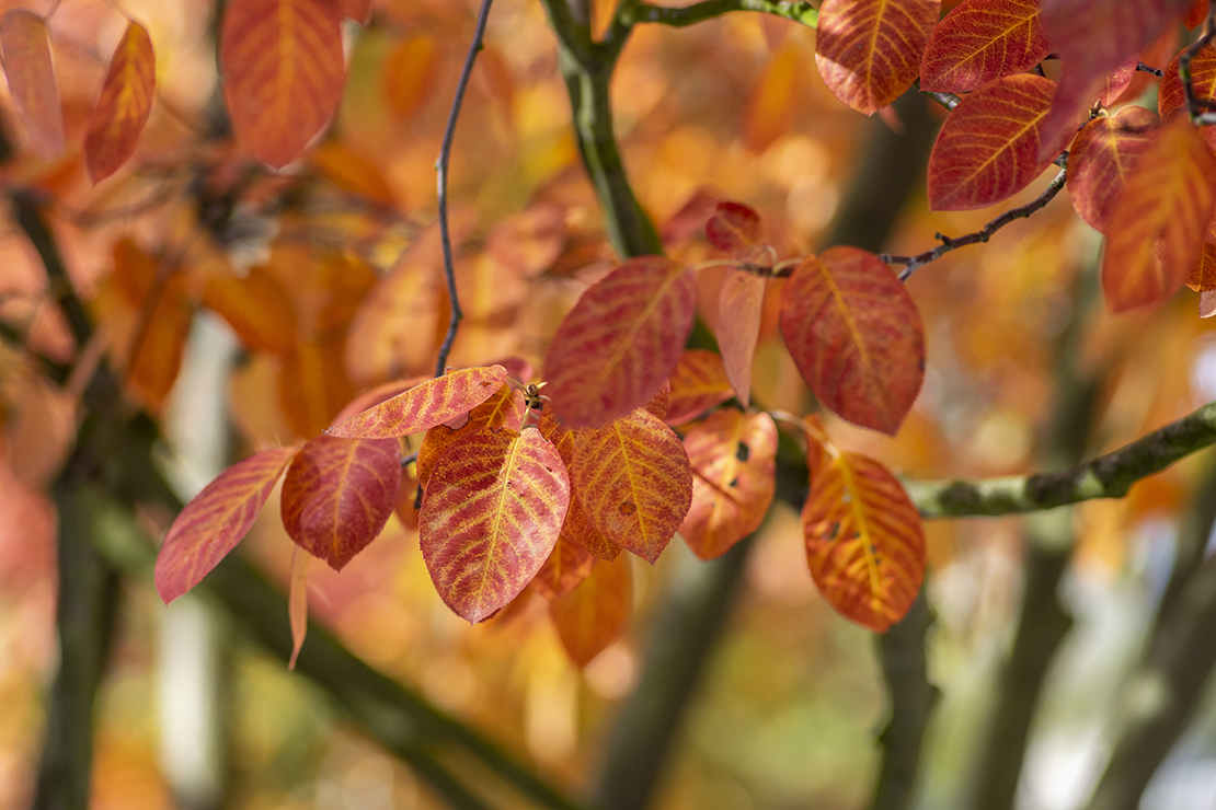 Orange-rote Herbstfärbung der Felsenbirne. Foto: AdobeStock_Iva