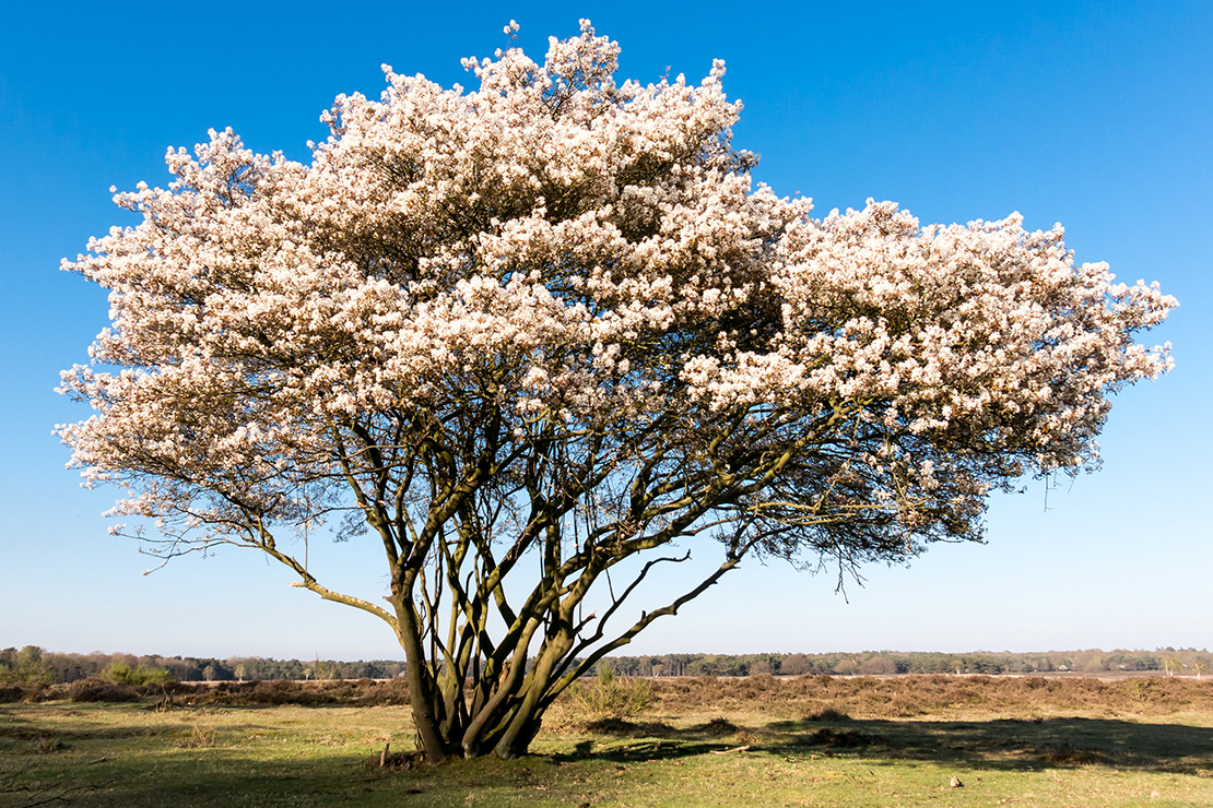 Felsenbirne schneiden Foto: AdobeStock_AdobeStock_TasfotoNL
