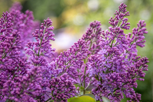 Pinke Blütenrispen eines Flieders in der Nahaufnahme. Foto: AdobeStock_Alla