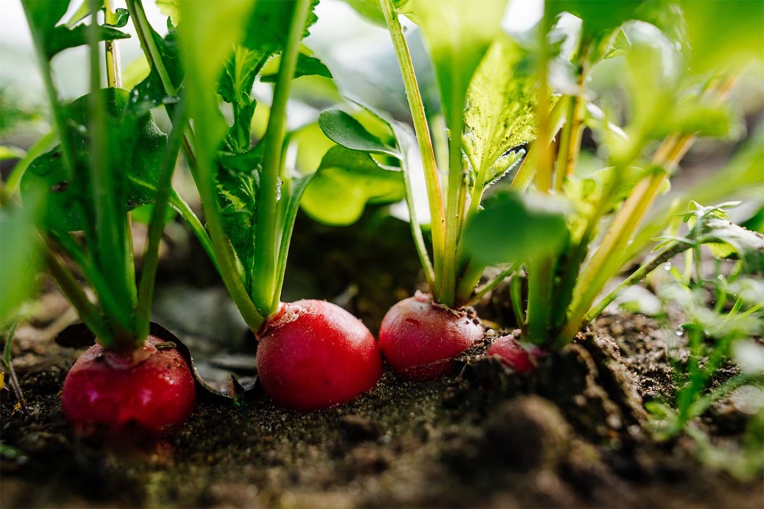 Radieschen im Beet [Foto: AdobeStock_Sonja]