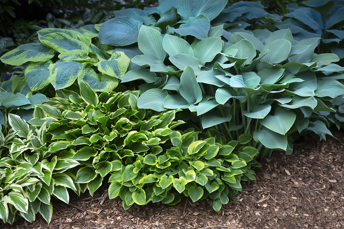 Hosta pflanzen Foto: AdobeStock_Jacquie Klose