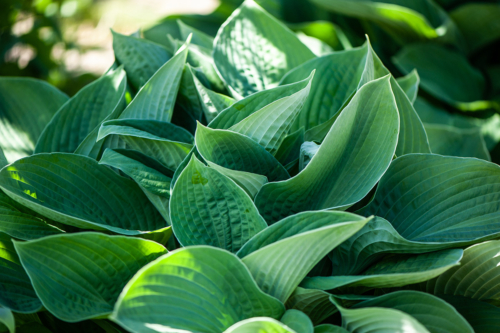 Hosta pflanzen Foto: AdobeStock_Mariana