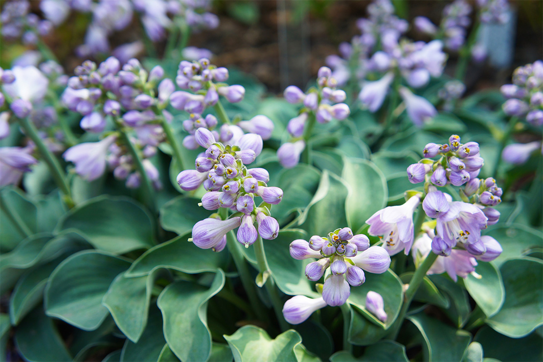 Hosta pflanzen Foto: AdobeStock_skymoon13