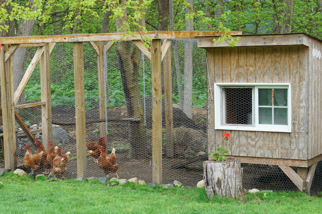 Huehner im Garten halten Foto: AdobeStock_nd700