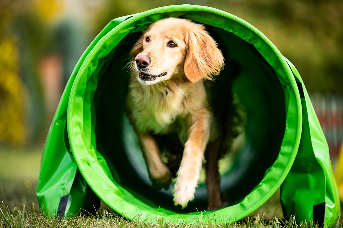 Hundespiele Foto: AdobeStock_Denny