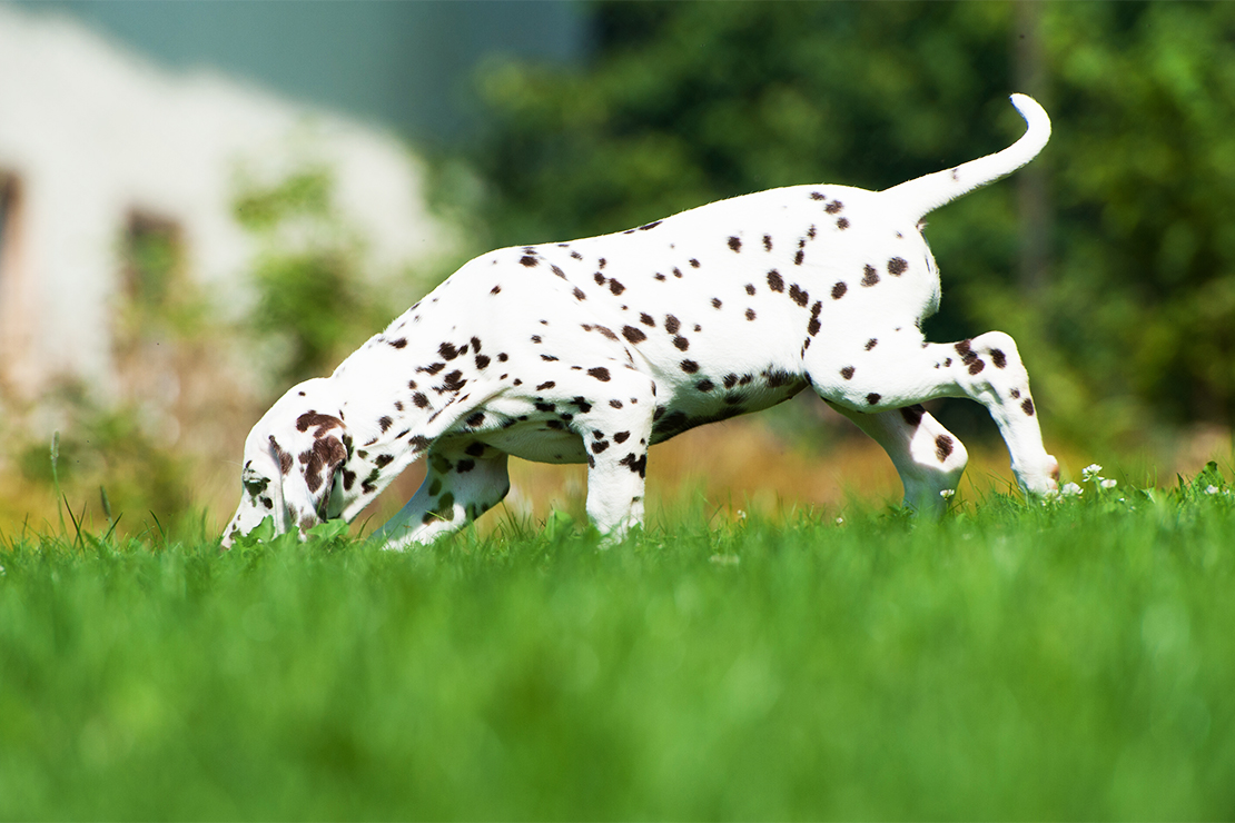 Hundespiele Foto: AdobeStock_DoraZett