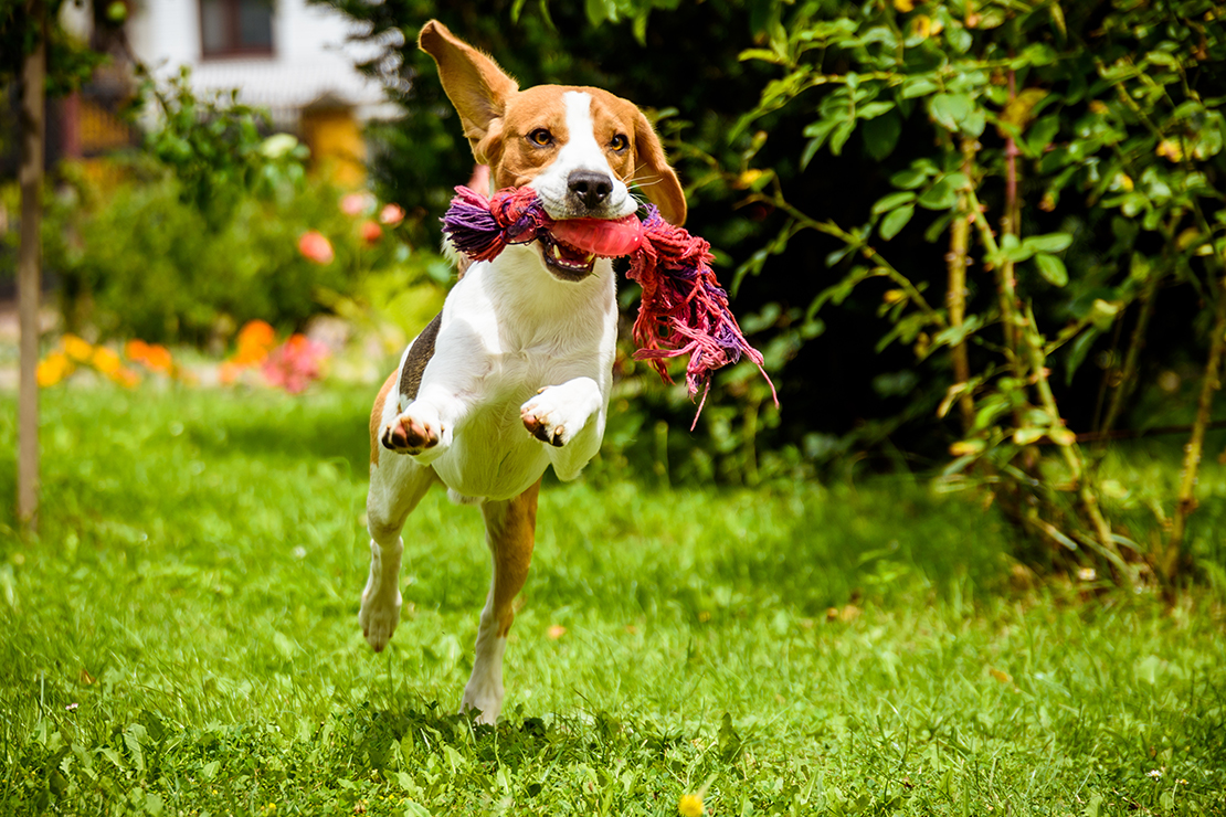 Hundespiele Foto: AdobeStock_Przemyslaw Iciak