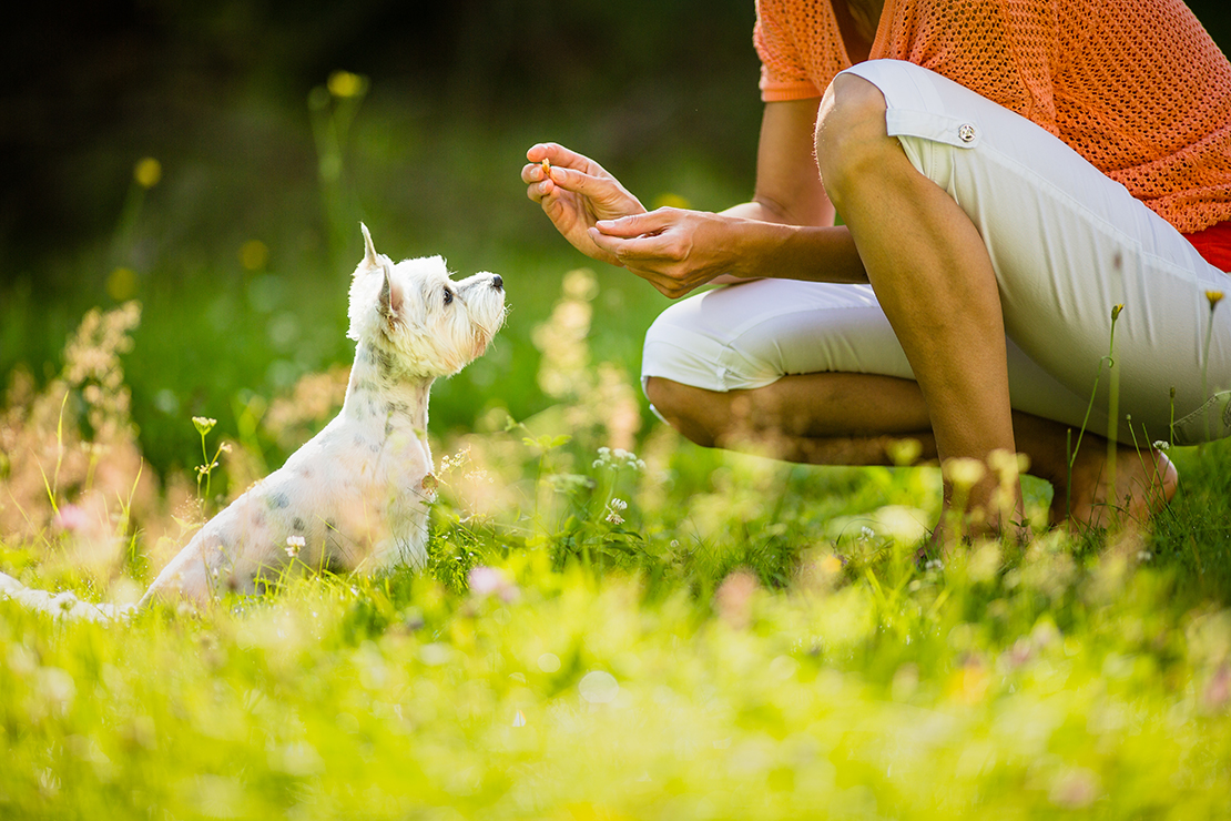 Hund und Mensch im Grünen