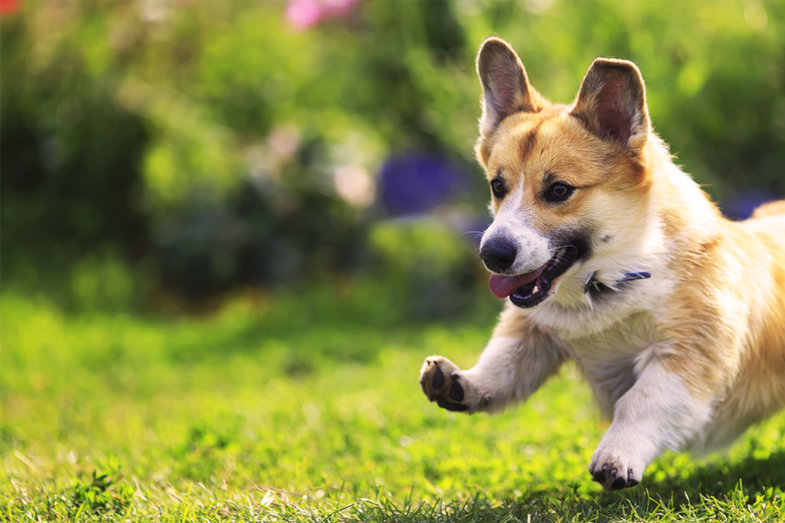 Hund rennt durch den Garten