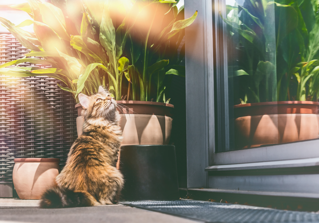 Katze sitzt auf Terrasse