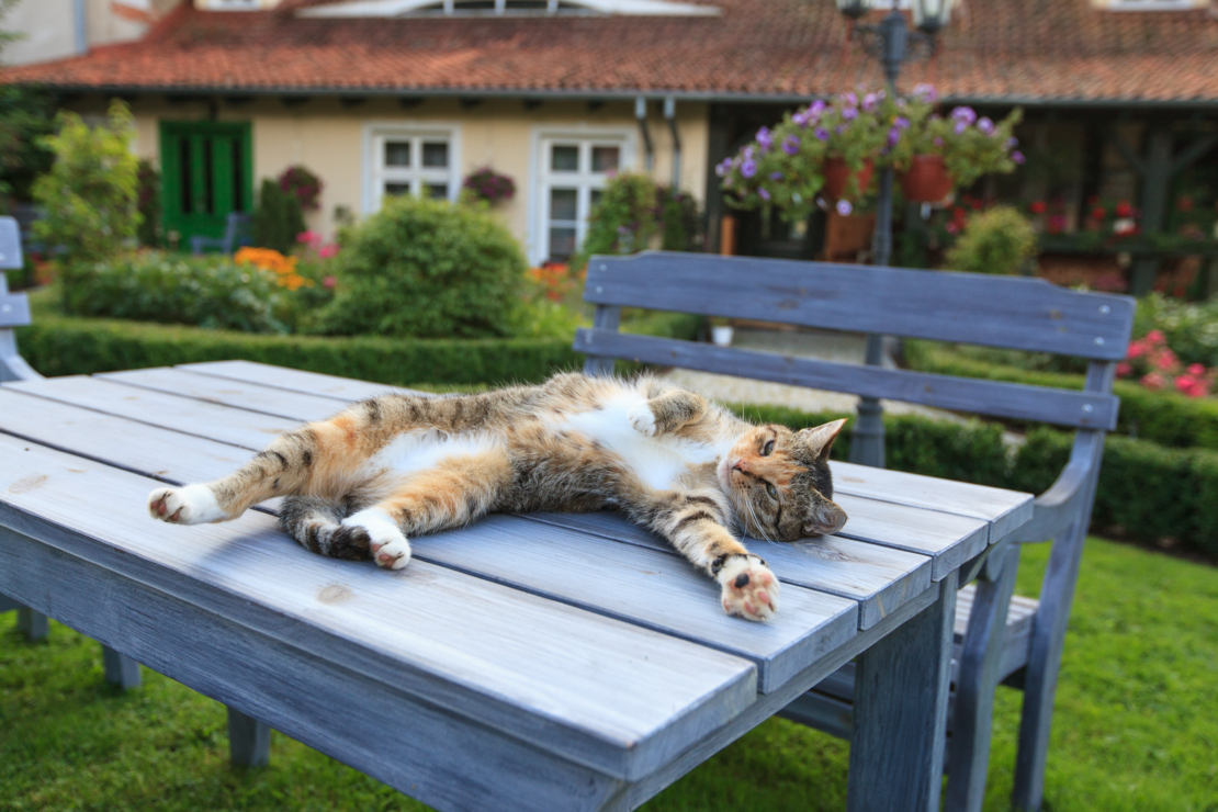 Katze entspannt auf Gartentisch