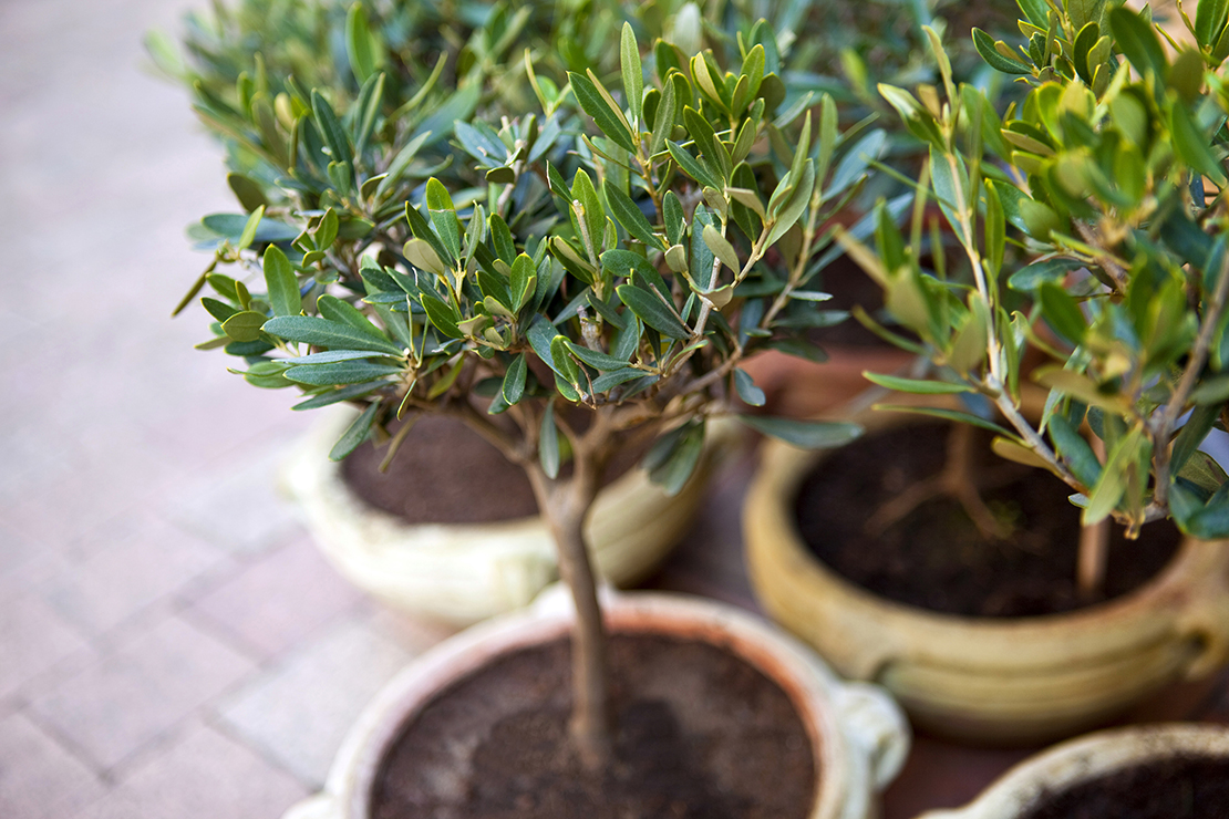 Kübelpflanzen umtopfen Foto: AdobeStock_Redzen