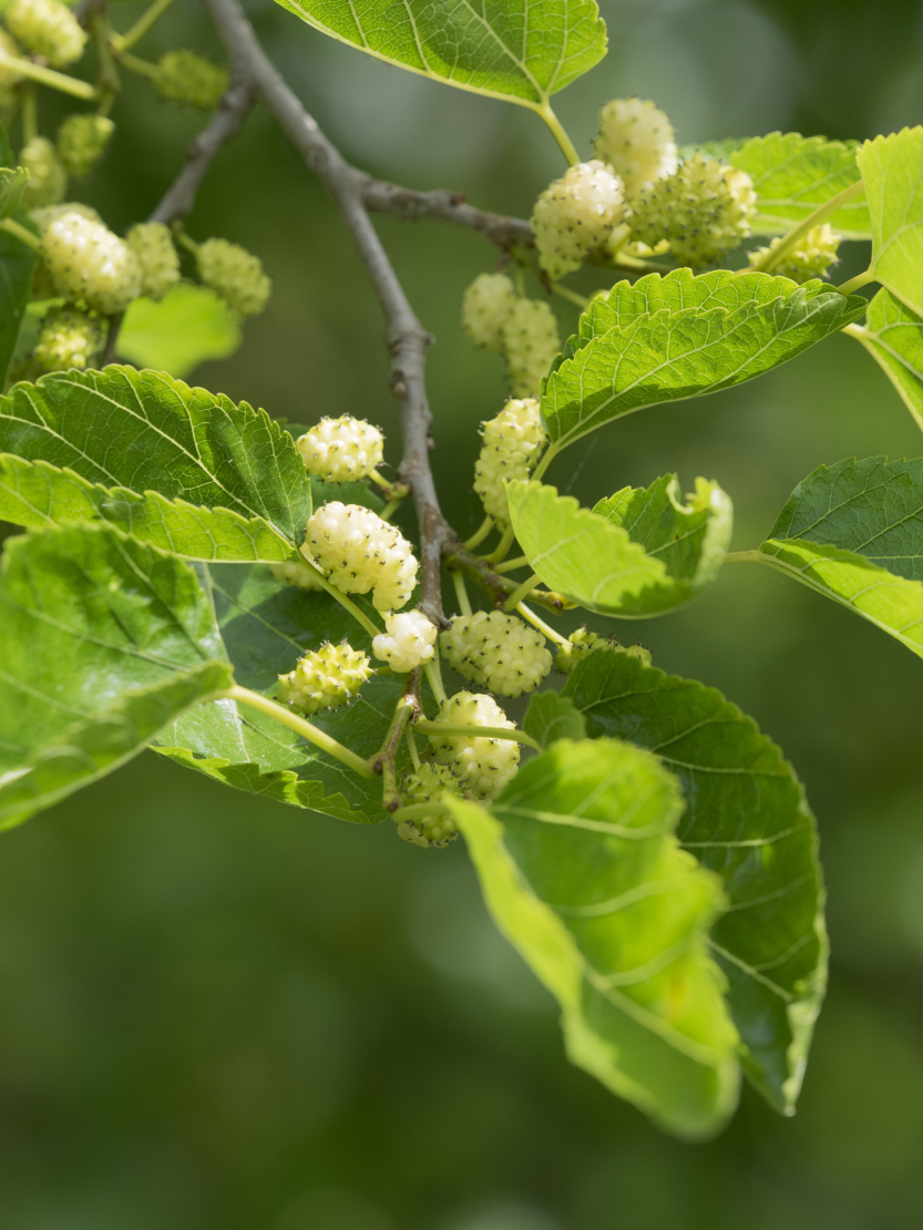 Maulbeerbaum Foto: AdobeStock_lucag_g