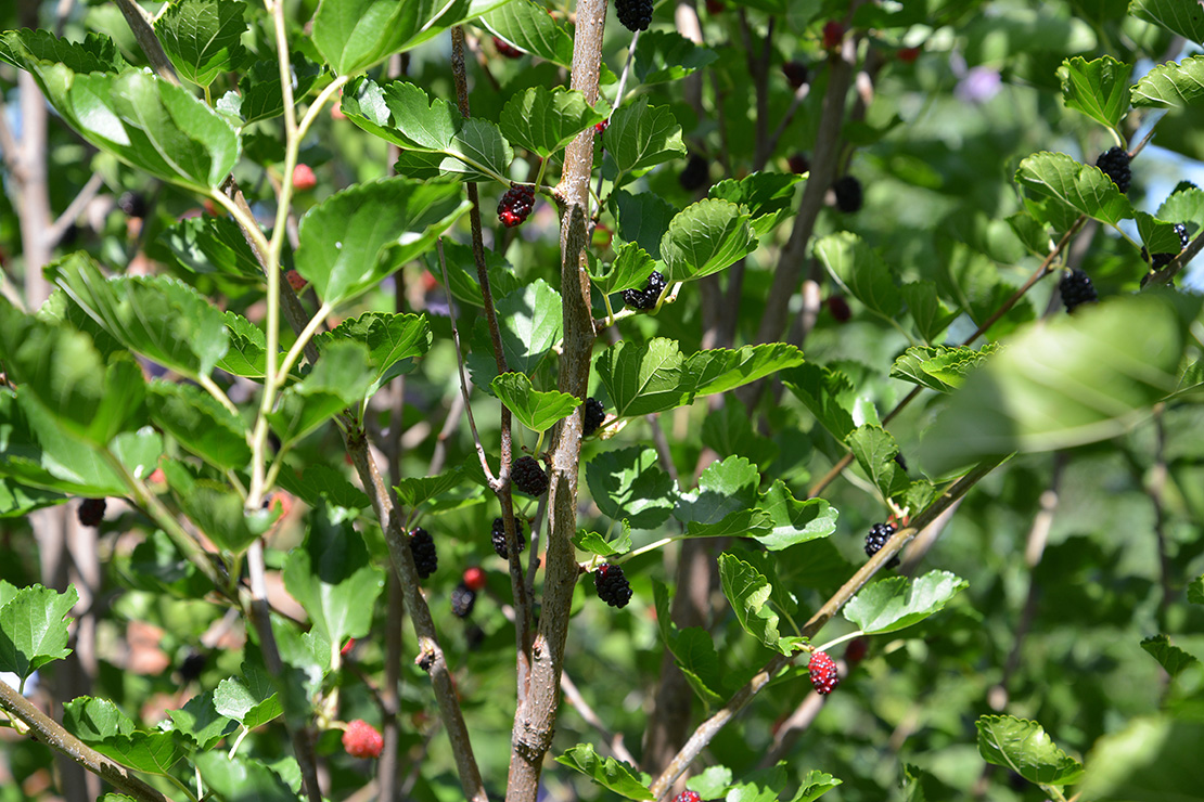 Maulbeerbaum Foto: AdobeStock_vodolej