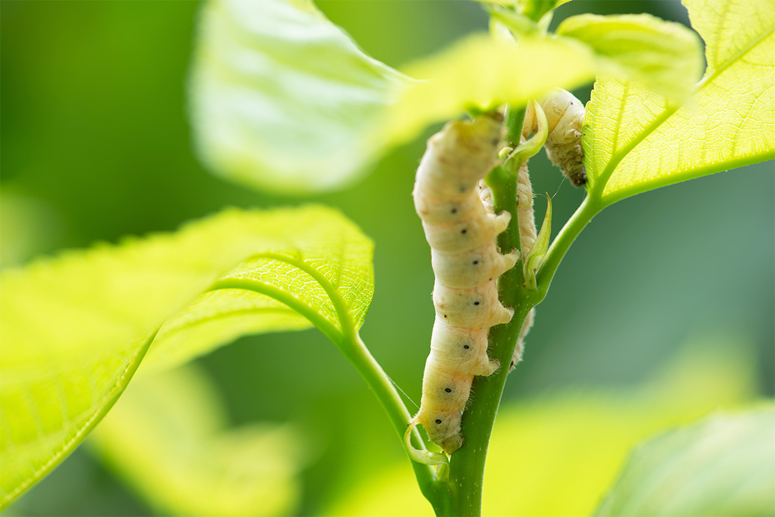 Maulbeerbaum Foto: AdobeStock_yu