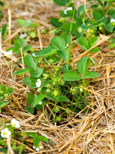 Nutzgarten im Mai Foto: AdobeStock_VRD