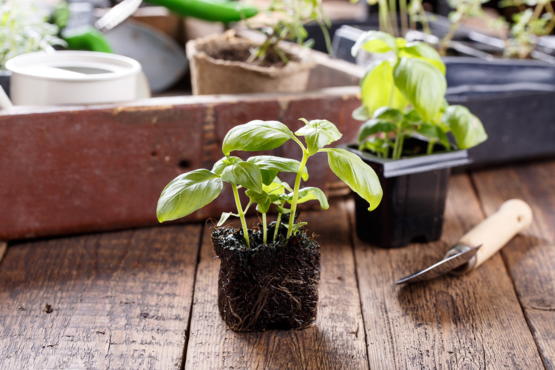 Nutzgarten im Mai Foto: AdobeStock_geshas