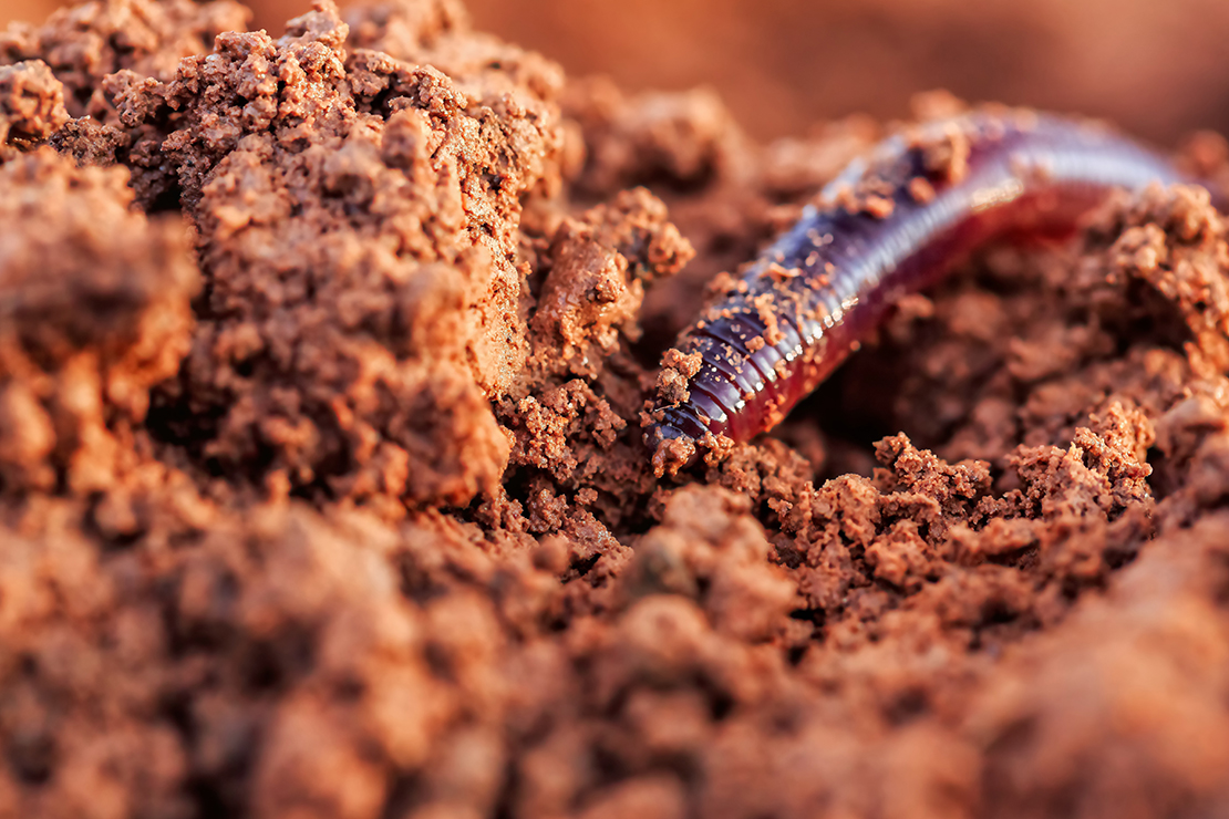 Richtig kompostieren Foto: AdobeStock_SoilPaparazzi