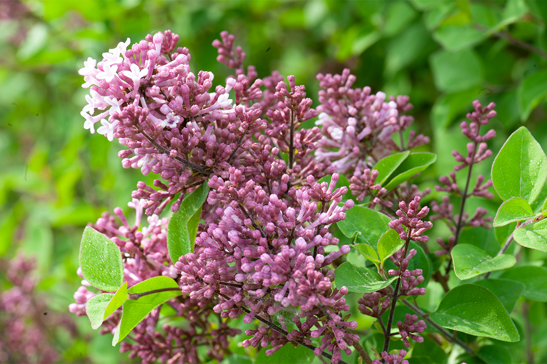 Flieder schneiden © GartenFlora/Christian Gehler