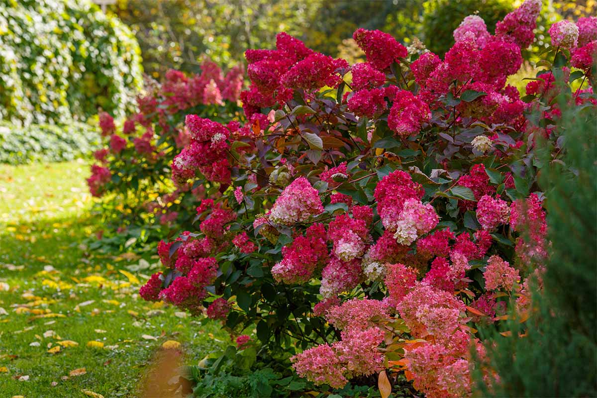 eine Rispenhortensie macht sich gut neben bienenfreundlichen Stauden [Foto: AdobeStock_Flower_Garden]