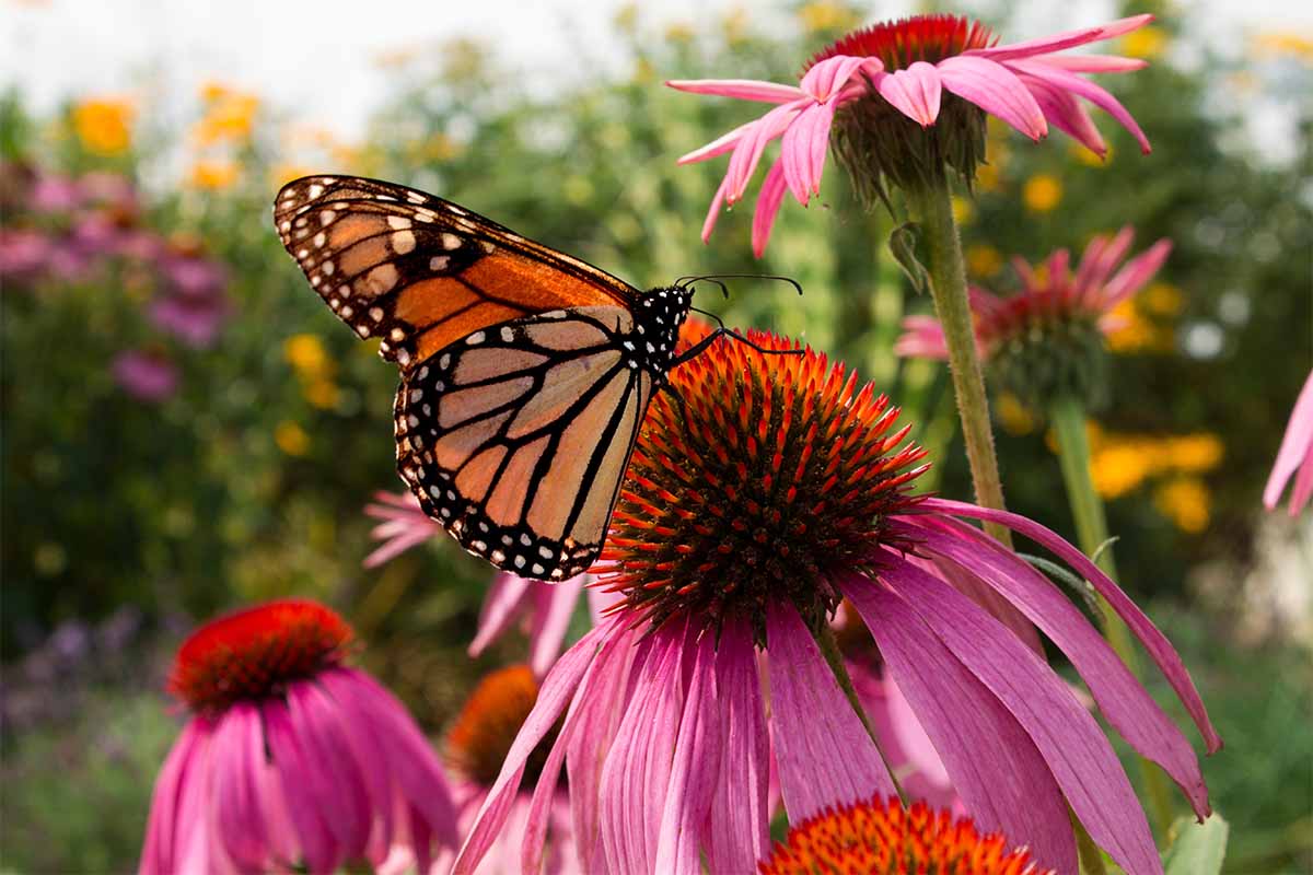 Sonnenhüte zählen zu den bienenfreundlichen Stauden: Hier sitzt ein Schmetterling auf einer Bluete [Foto: AdobeStock_Monarca]