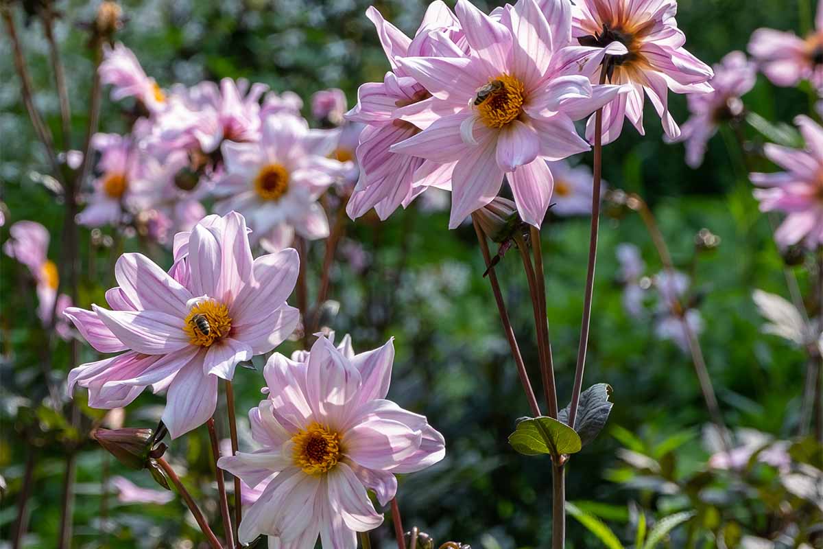 manche Dahlie gehört zu den bienenfreundlichen Stauden [Foto: AdobeStock_Progarten]