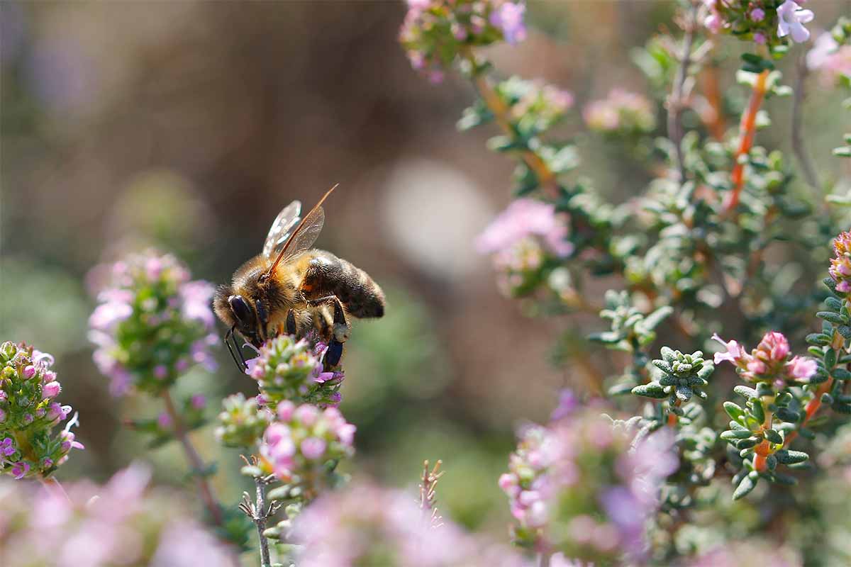 bienenfreundliche Stauden wie Thymian ziehen Bienen an [Foto: AdobeStock_jcg_oida]