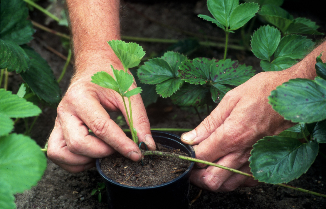 Einmaltragende Sorten werden am besten im Sommer gepflanzt. Foto: © GartenFlora/Christian Gehler