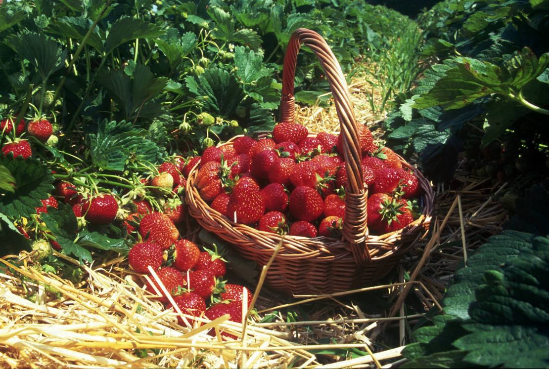 Waren die Bedingungen ideal, ist der Erntekorb am Ende gut gefüllt. Foto: © GartenFlora/Christian Gehler