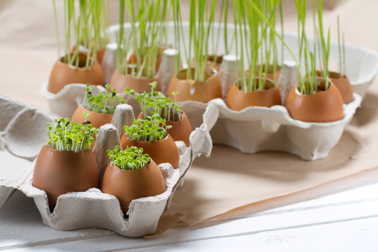 Osterdeko für die Frühstückstafel: Kresse-Eier basteln | GartenFlora